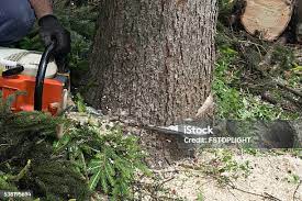 Oak Park, IL Tree Services Company
